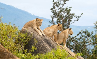 4 Days Tsavo Amboseli