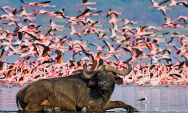 5 Days Nakuru Mara Migration
