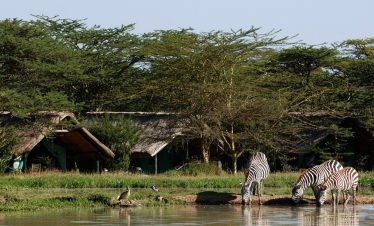 5 Days Safari to Sweetwaters, Naivasha and Maasai Mara Luxury