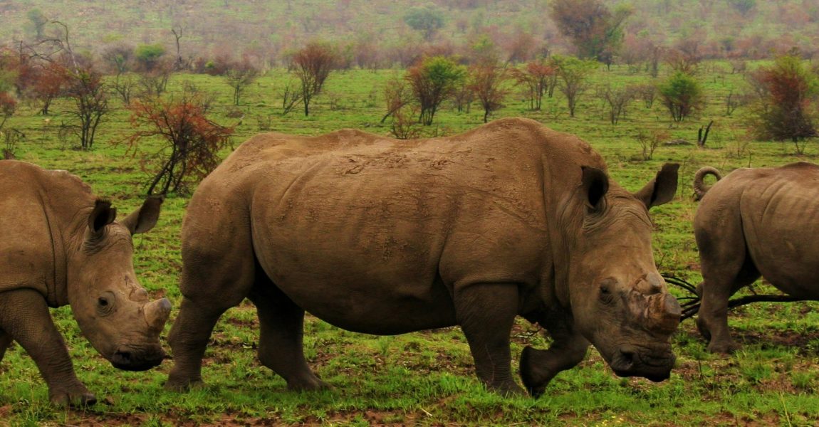Wildscan safaris Wildscan safaris